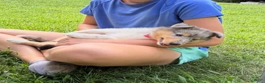 STARS & STRIPES will always Snuggle & Smile!  - AKC COLLIE PUP
