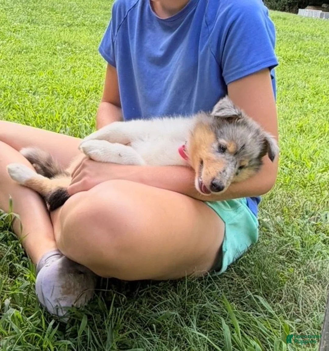 Collie dogs for sale: STARS & STRIPES will always Snuggle & Smile!  - AKC COLLIE PUP - Ad 1
