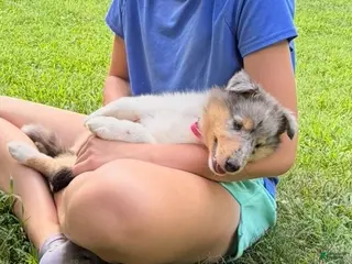 Collie dogs STARS & STRIPES will always Snuggle & Smile! - AKC COLLIE PUP - Ad 9