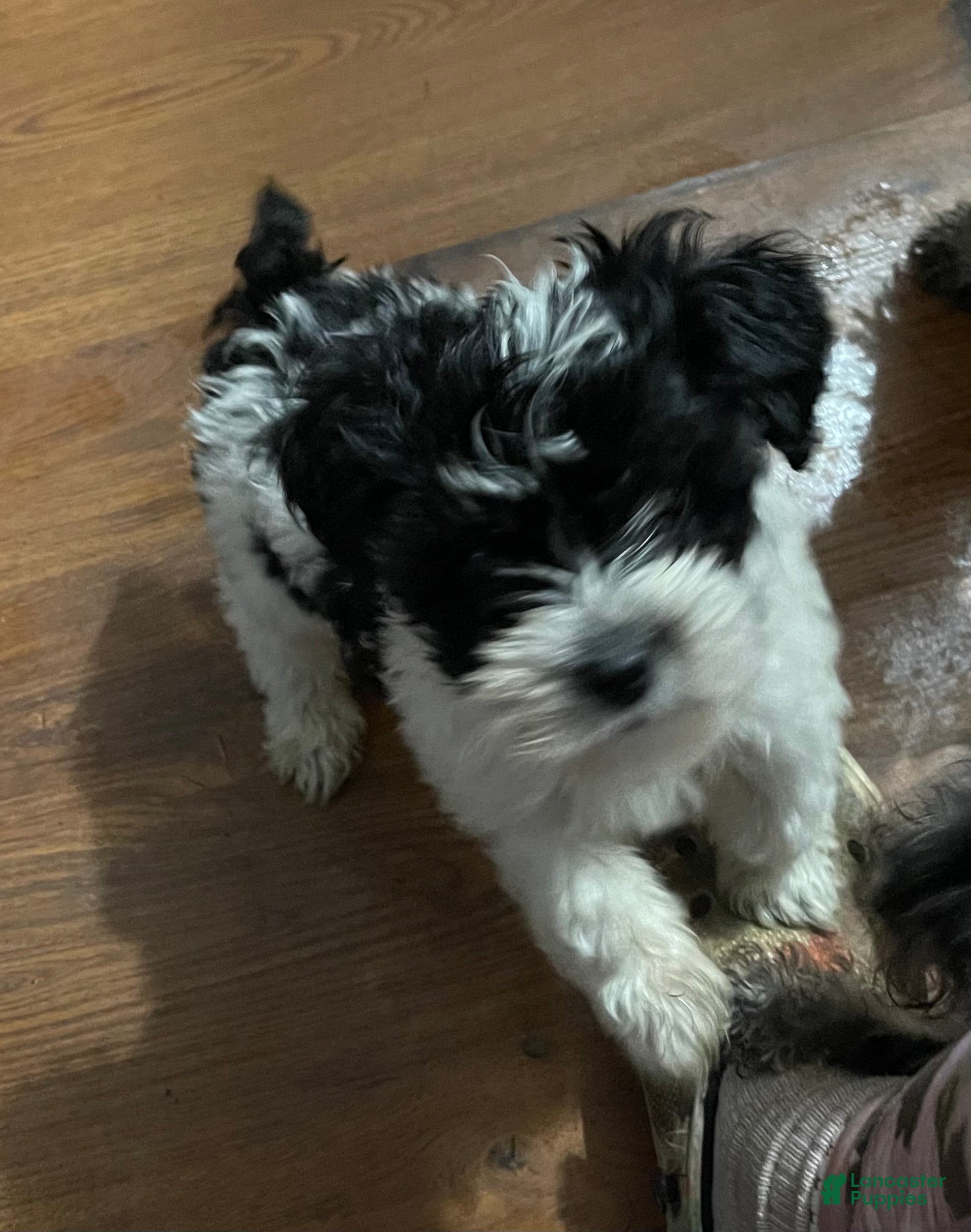 Yorkiepoo dogs Yorkiepoo Puppy 1 - Ad 35