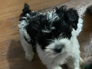 Yorkiepoo dogs Yorkiepoo Puppy 1 - Ad 35