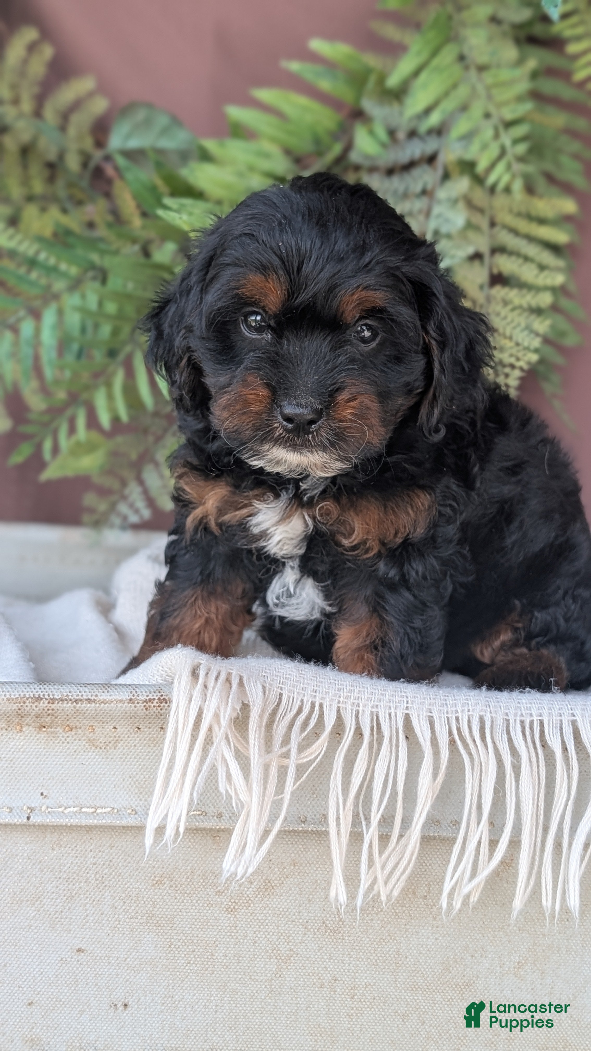 Cockapoo dogs Harmony  - Ad 2