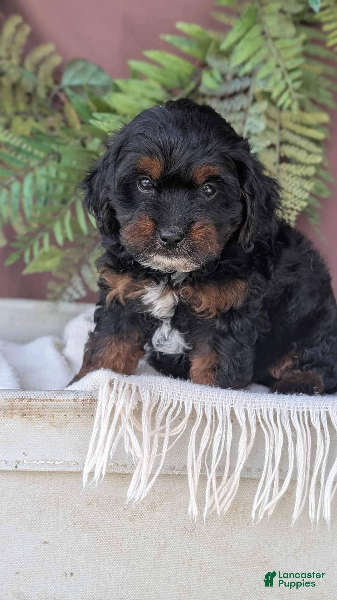 Cockapoo dogs for sale: Harmony  - Ad 2