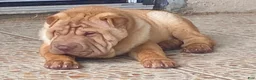 Shar Pei dogs for sale: Sweet Fluffy Boy - Ad 2