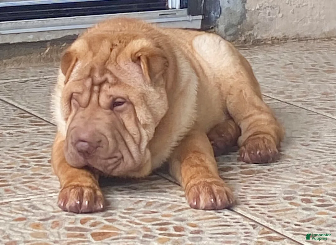 Shar Pei dogs for sale: Sweet Fluffy Boy - Ad 2