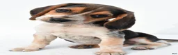 Beagle dogs for sale: Andy - Ad 9