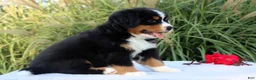 Bernese Mountain Dog dogs for sale: Lexi - Ad 7