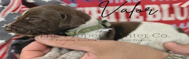 German Shorthaired Pointer 9