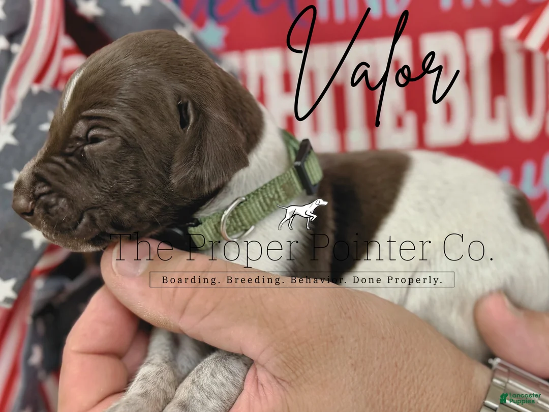German Shorthaired Pointer dogs for sale: German Shorthaired Pointer 9 - Ad 1