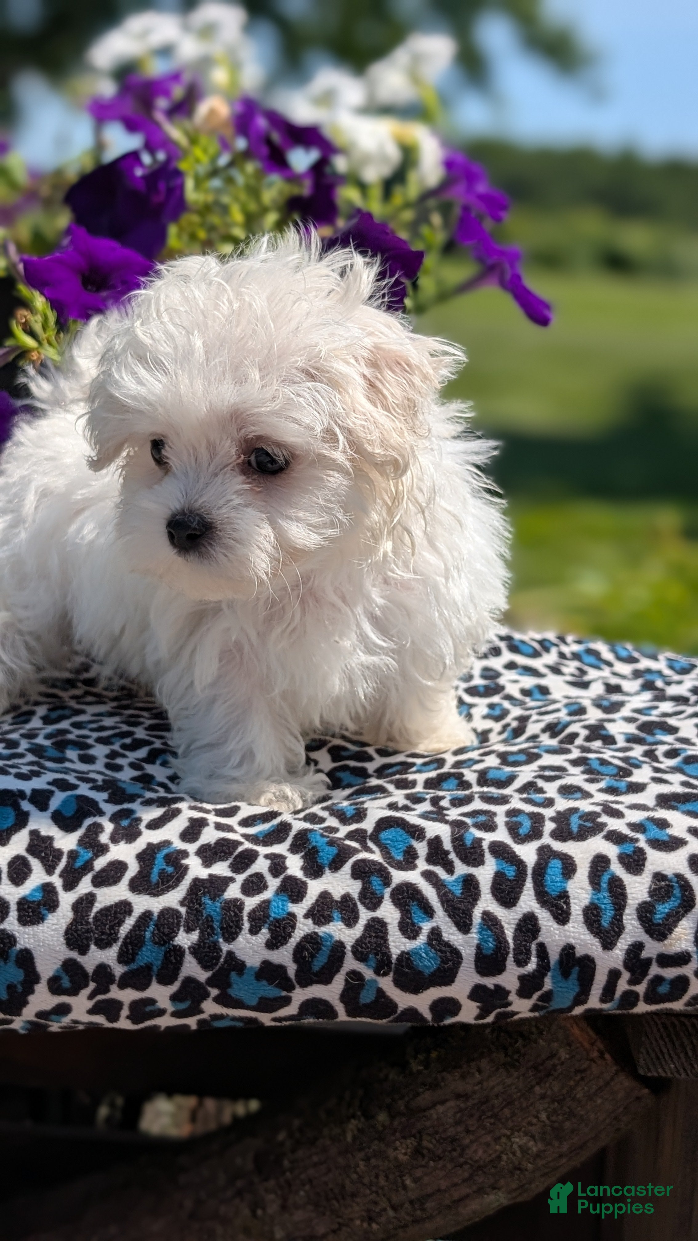 Maltese dogs Tessa - Ad 2