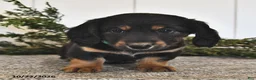 Miniature Dachshund dogs for sale: Freddy  - Ad 4