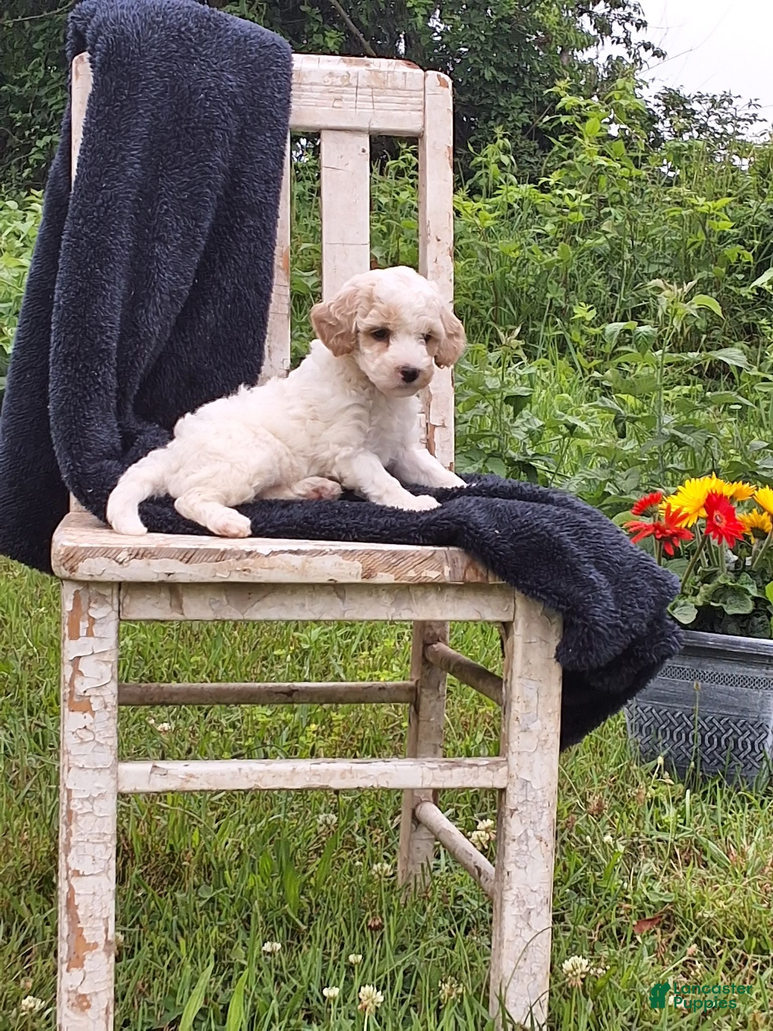 Miniature Poodle dogs Everett  - Ad 1
