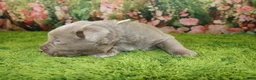 Labrador Retriever dogs for sale: Misty - Ad 5