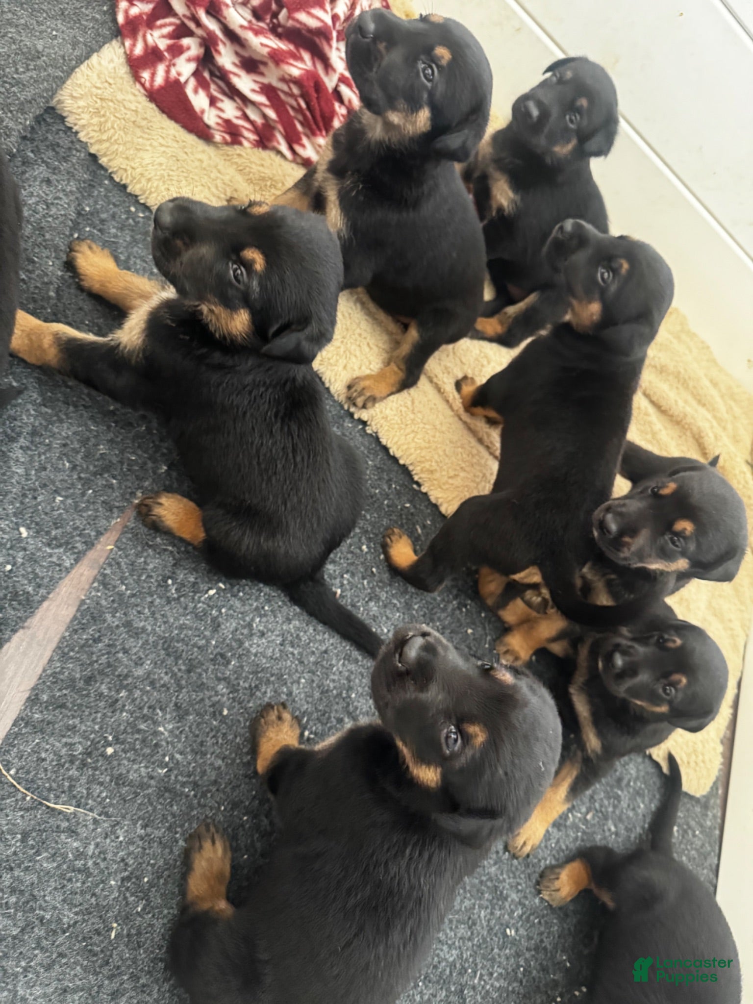 Mixed Breed dogs Doberman German shepherd  - Ad 38