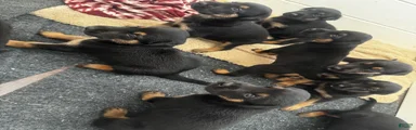 Doberman German shepherd 
