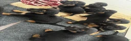 Mixed Breed dogs for sale: Doberman German shepherd  - Ad 1