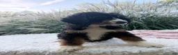 Bernedoodle dogs for sale: Lucy - Ad 5