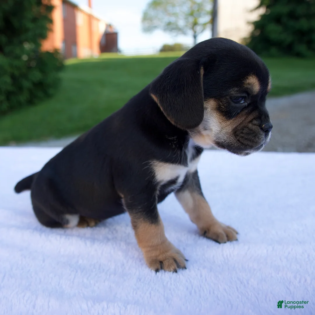Beabull dogs for sale: Kona - Ad 2