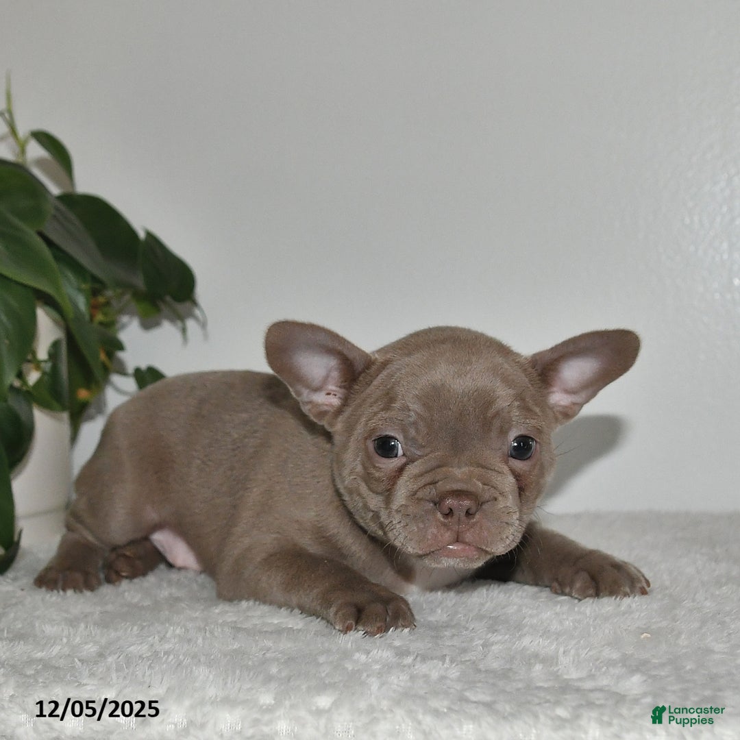 Frenchton dogs for sale: Denver - Ad 2