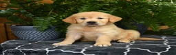 Golden Retriever dogs for sale: Hilda - Ad 1