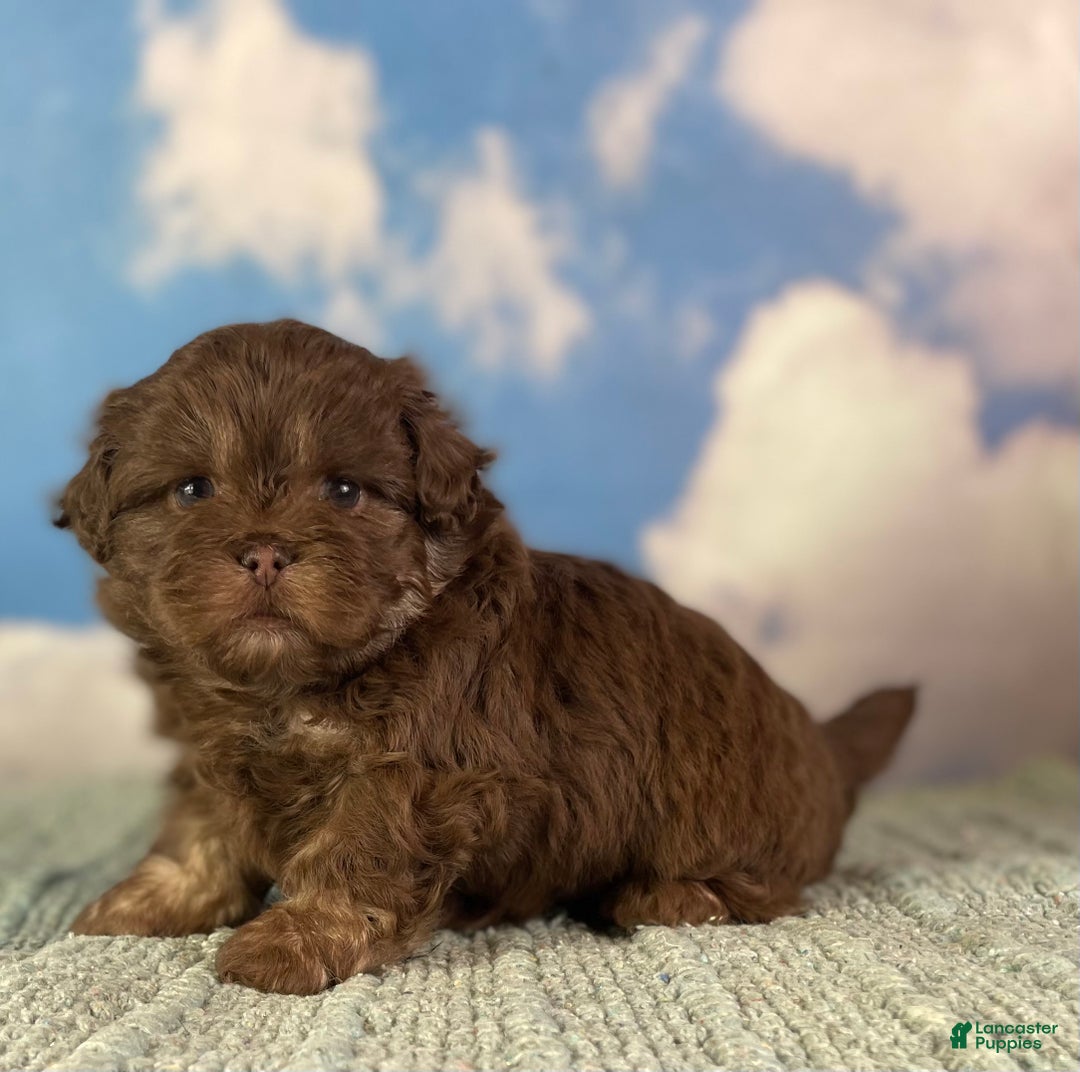 Mixed Breed dogs for sale: Mocha - Ad 4