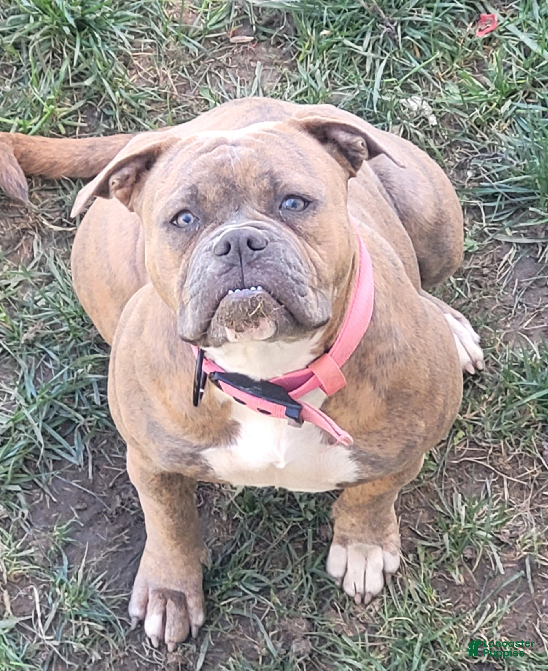 American Bulldog dogs Cleo - Ad 1