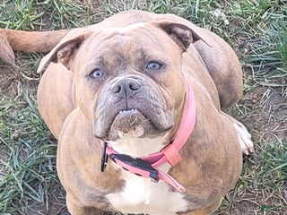 American Bulldog dogs Cleo - Ad 6