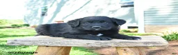 Mixed Breed dogs for sale: Shawn  - Ad 2