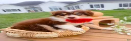 Aussiedoodle dogs for sale: Musk Melon - Ad 6