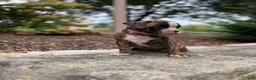 Boxer dogs for sale: Ember - Ad 1