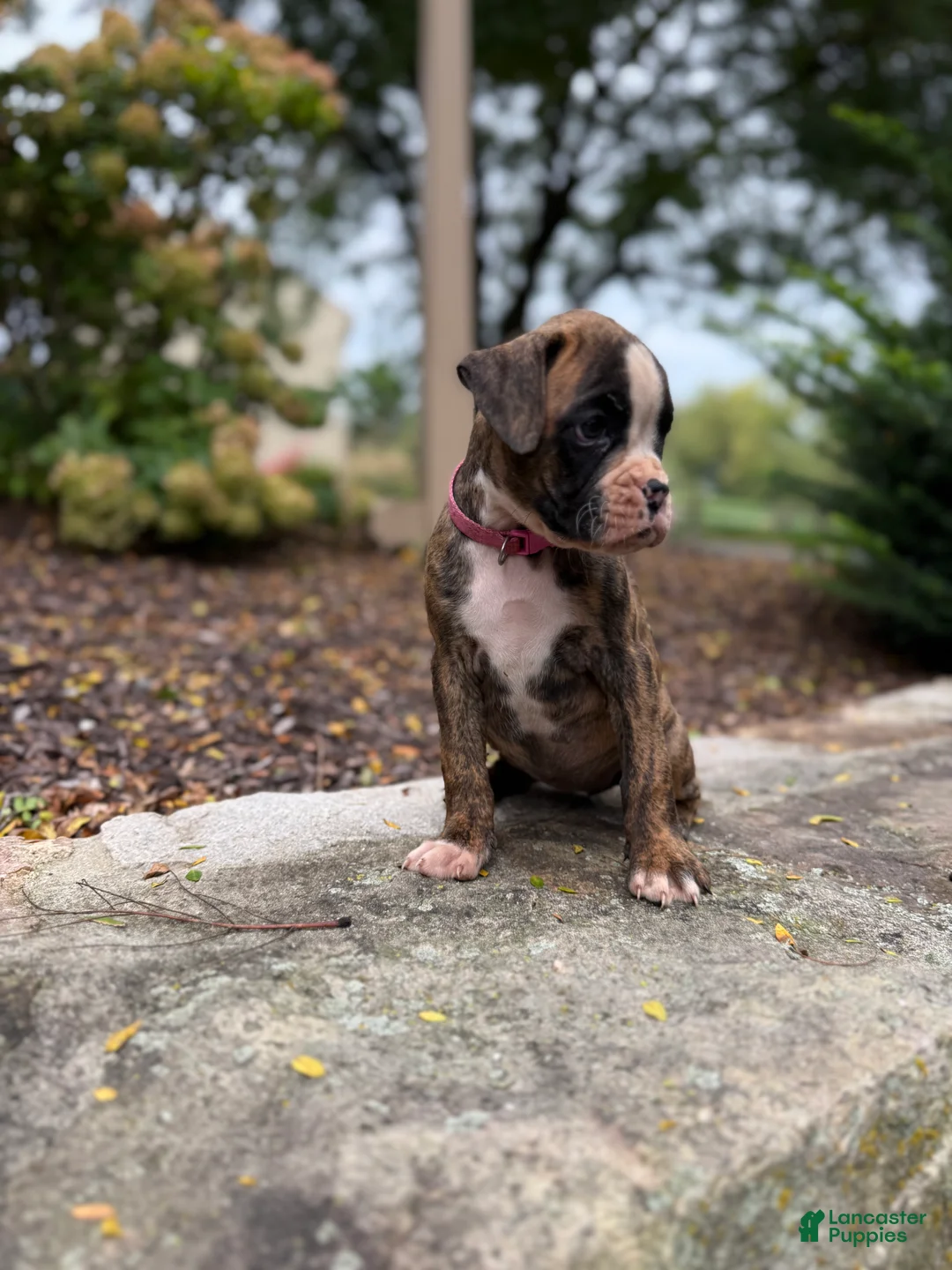 Boxer dogs for sale: Ember - Ad 1