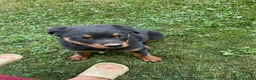 Rottweiler dogs for sale: Abby - Ad 3