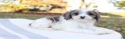 Cavapoo dogs for sale: Frost - Ad 3