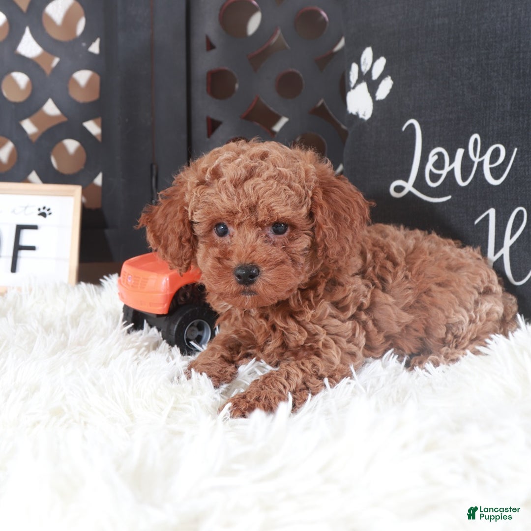 Miniature Poodle dogs for sale: Miniature Poodle Hawk - Ad 1