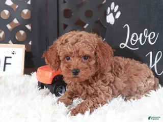 Miniature Poodle dogs Miniature Poodle Hawk - Ad 38