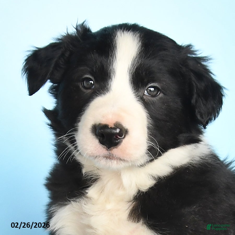 Border Collie dogs Bandit - Ad 2