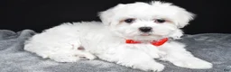 Maltese dogs for sale: Will - Ad 4