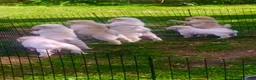 Shar Pei dogs for sale: Shar Pei Puppy 6 - Ad 3