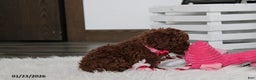 Toy Poodle dogs for sale: Abby - Ad 8
