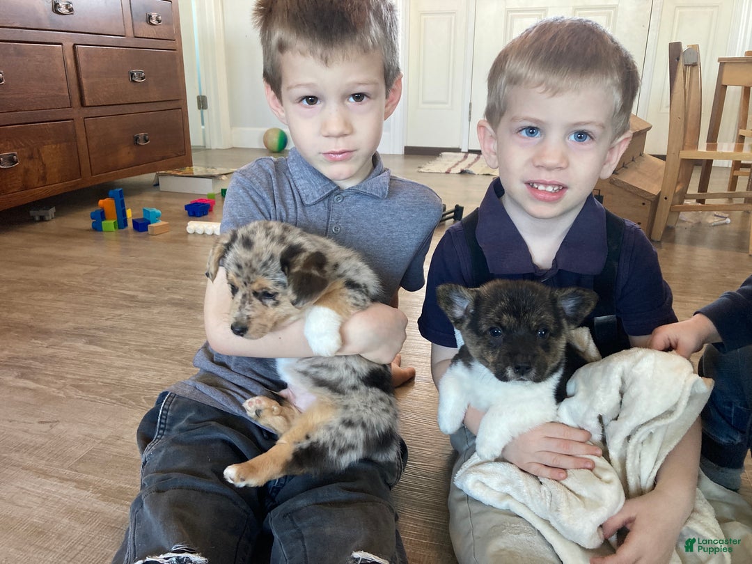 Mixed Breed dogs for sale: Tommy - Ad 6