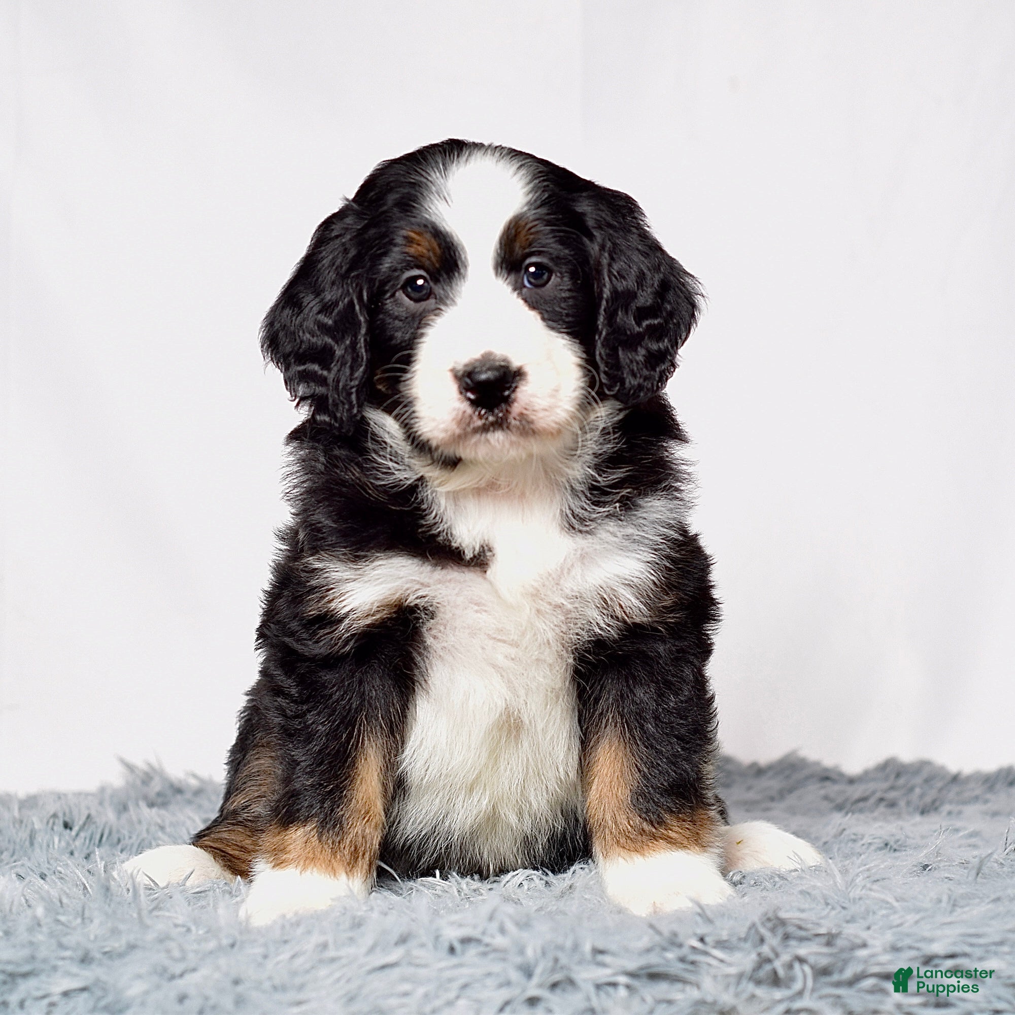 Bernedoodle dogs Ms. Vanessa - Ad 2