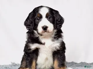 Bernedoodle dogs Ms. Vanessa - Ad 2
