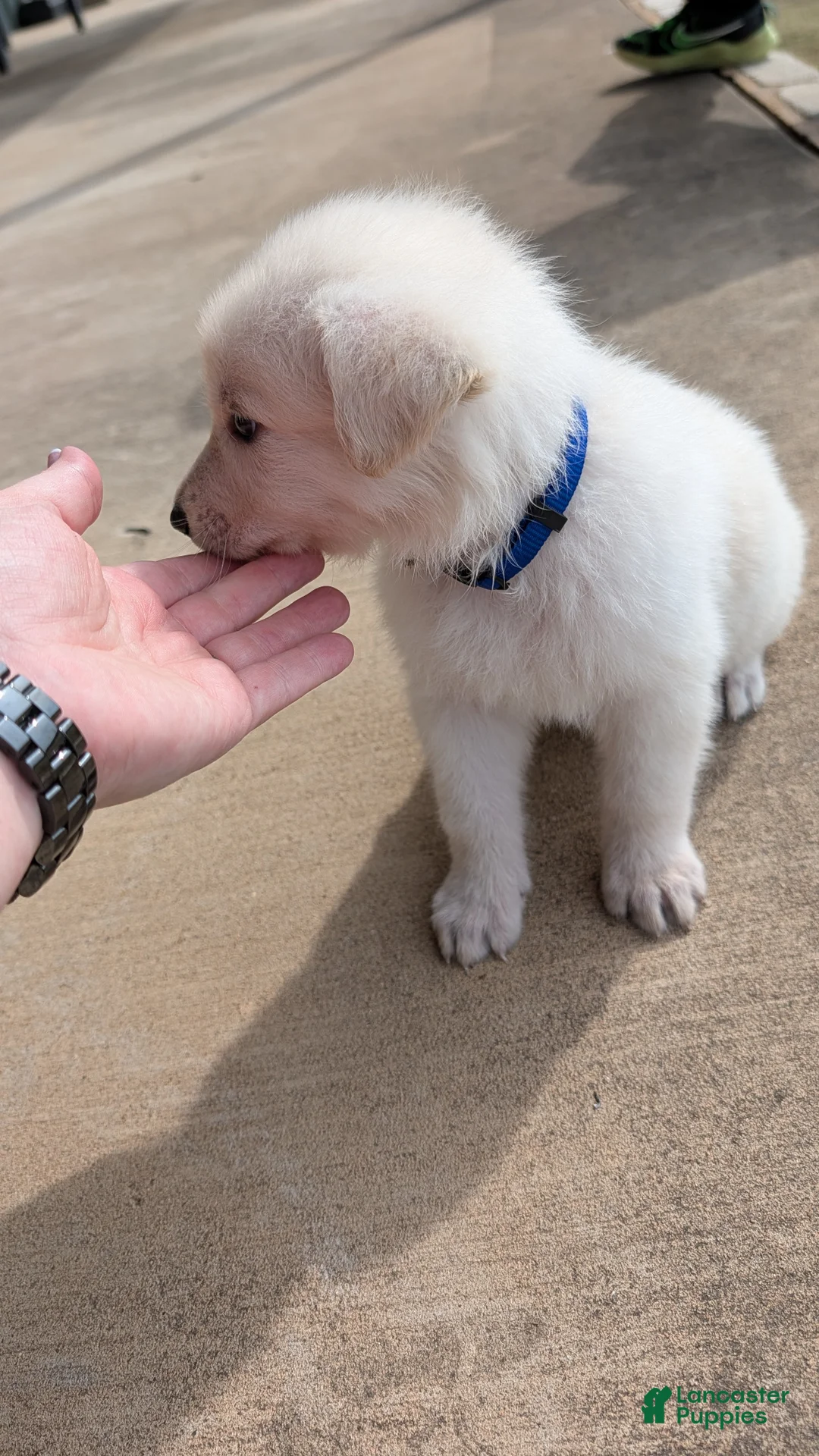 German Shepherd dogs for sale: Matty - Ad 3