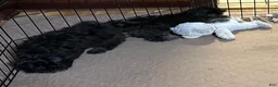 Shihpoo dogs for sale: Shihpoo 2 - Ad 4
