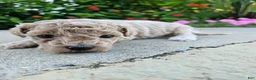 Bichpoo dogs for sale: Wren - Ad 2