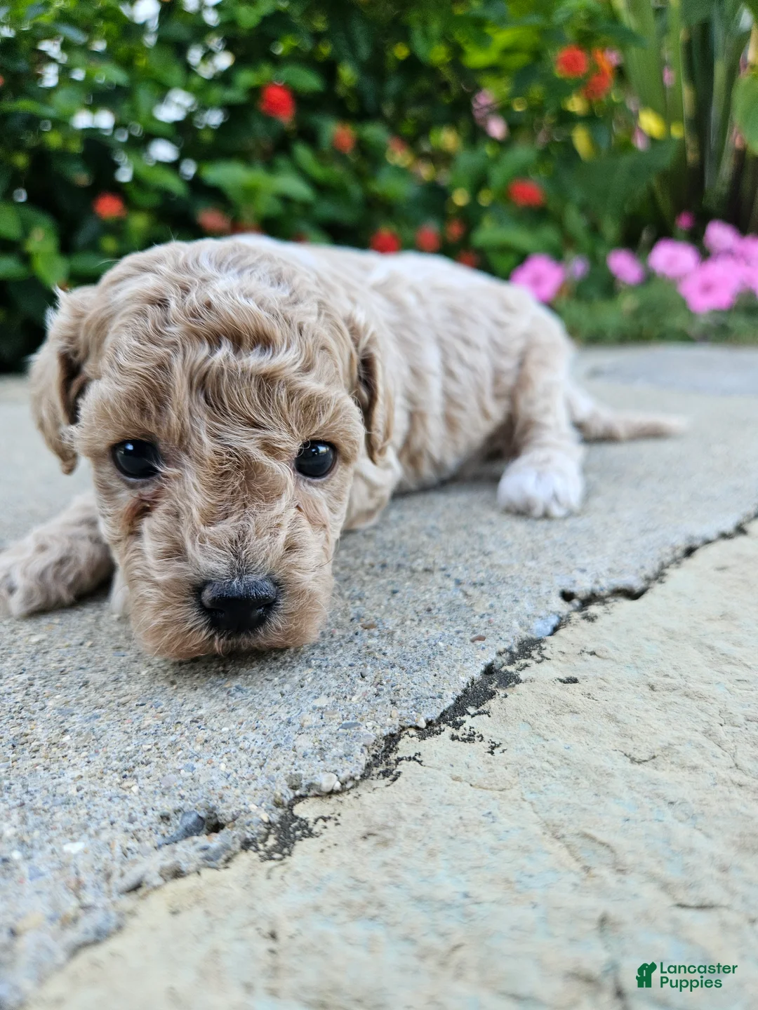 Bichpoo dogs for sale: Wren - Ad 2