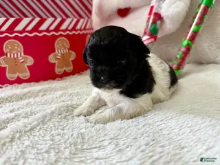 Shihpoo dogs Elphi - Ad 39