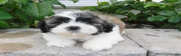 Teddy Bear dogs for sale: Prince - Ad 3