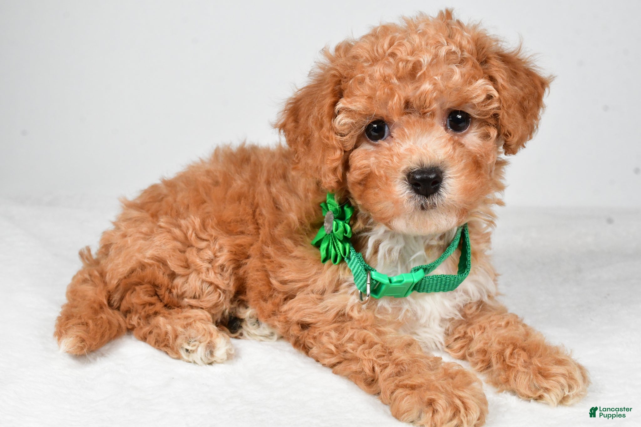 Bichpoo dogs Morgan - Ad 2