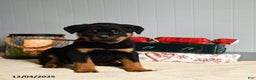 Rottweiler dogs for sale: KitKat - Ad 3